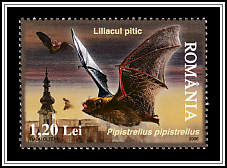 Common Pipistrelle (Pipistrellus pipistrellus)