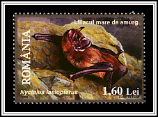 Greater Noctule Bat (Nyctalus lasiopterus)