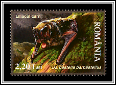 Barbastelle Bat (Barbastella barbarstellus)