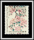 Cherry Blossoms
