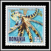 Southern Blue-ringed Octopus