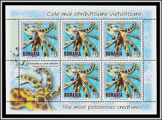 Southern Blue-ringed Octopus (Hapalochlaena maculosa)