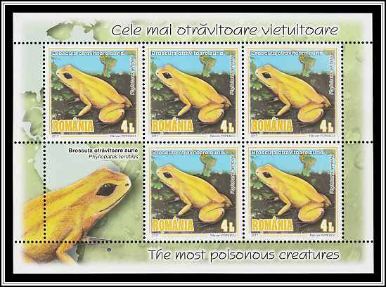Golden Poison Frog (Phyllobates terribilis)
