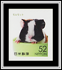 Domestic Guinea Pig