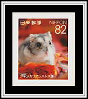 Djungarian Hamster