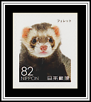 Ferret