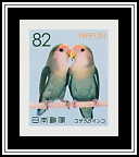 Rosy-faced Lovebirds