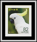 Sulphur-crested Cockatoo