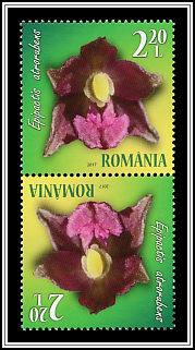 Dark Red Helleborine (Epipactis atrorubens)