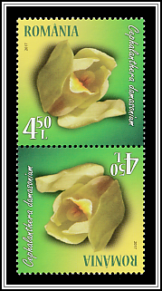 White Helleborine (Cephalanthera damasonium)