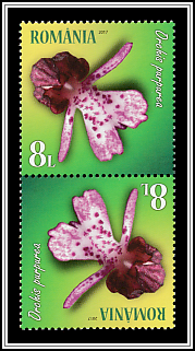Lady Orchid (Orchis purpurea)