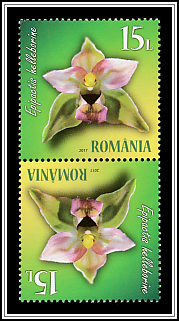 Broad-leaved Helleborine (Epipactis Helleborine)