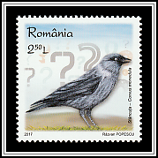 European Jackdaw
