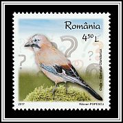 Eurasian Jay