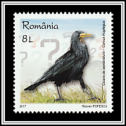 Rook