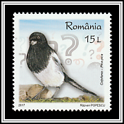 Common Magpie