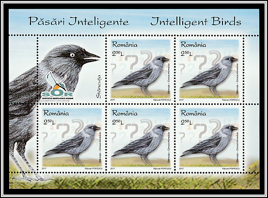 European Jackdaw (Corvus monedula)