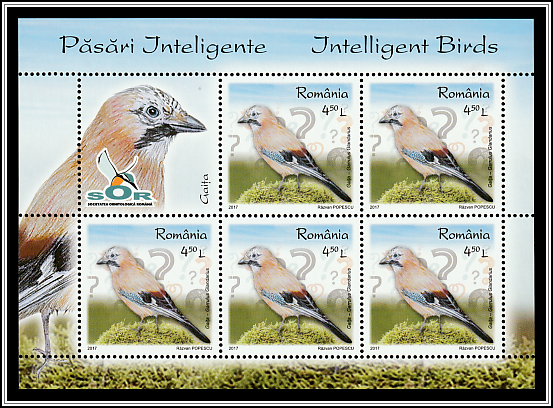 Eurasian Jay (Garrulus glandarius)