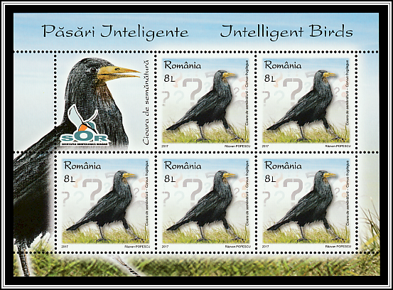 Rook (Corvus frugilegus)
