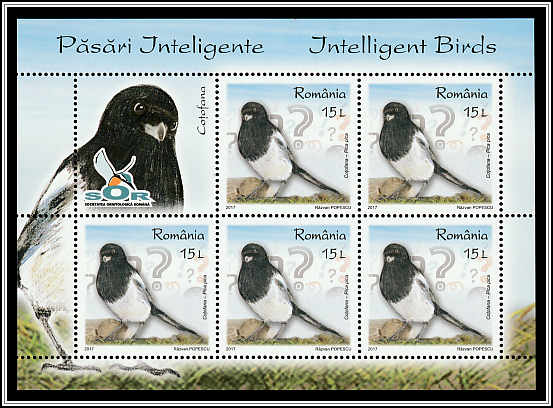 Common Magpie (Pica pica)