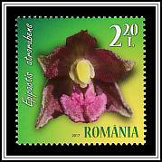 Dark Red Helleborine (Epipactis atrorubens)