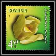 White Helleborine (Cephalanthera damasonium)