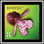 Lady Orchid (Orchis purpurea)