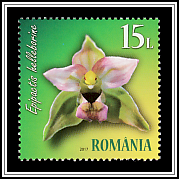 Broad-leaved Helleborine (Epipactis Helleborine)