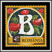 Tuber Begonia