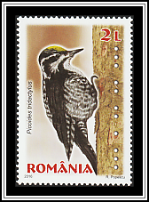 Eurasian Three-toed Woodpecker