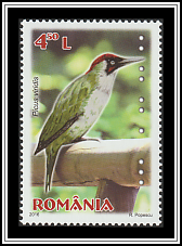 European Green Woodpecker