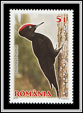 Black Woodpecker