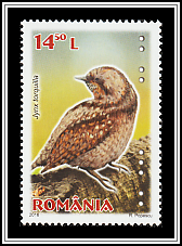 Eurasian Wryneck