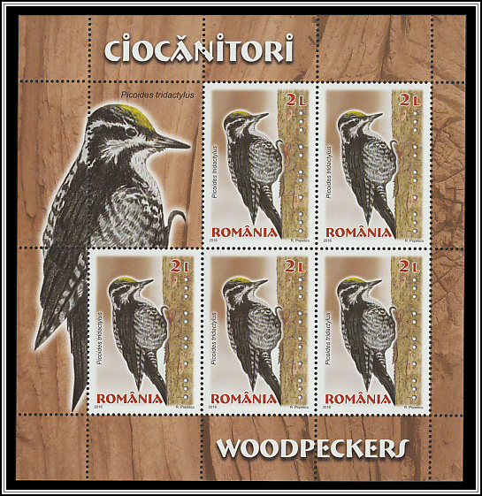 Eurasian Three-toed Woodpecker (Picoides tridactylus)