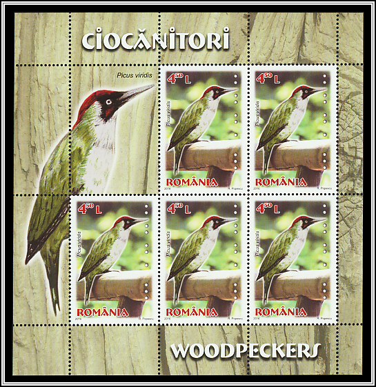 European Green Woodpecker (Picus viridis)
