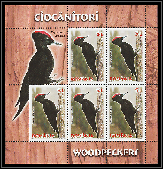 Black Woodpecker (Dryocopus martius)
