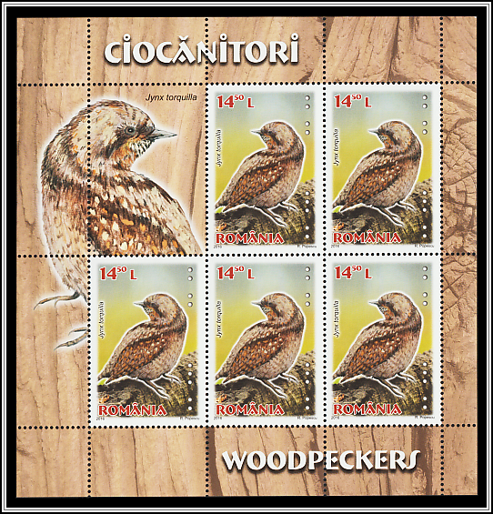 Eurasian Wryneck (Jynx torquilla)
