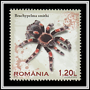 Mexican Redknee Tarantula