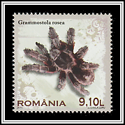 Rose-haired Tarantula