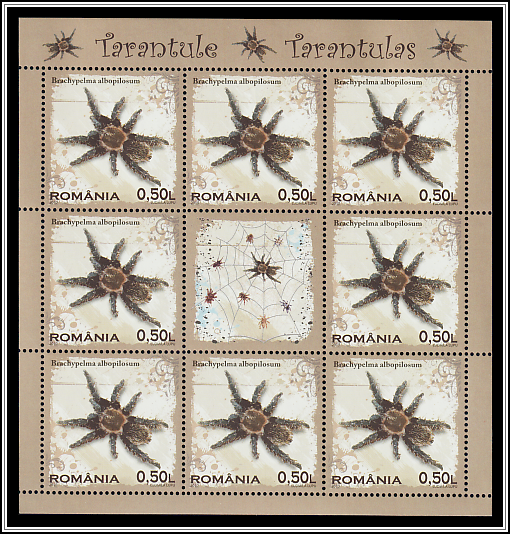 Honduran Curly Hair (Brachypelma albopilosum)