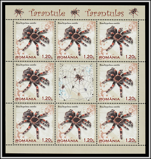 Mexican Redknee Tarantula (Brachypelma smithi)