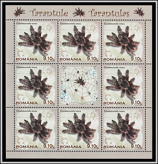 Rose-haired Tarantula (Grammostola rosea)