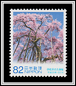 Kubo Cherry Tree