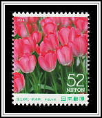 Garden Tulip