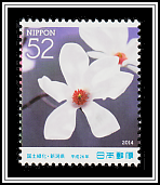 Anise Magnolia