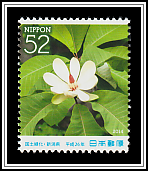 Japanese Bigleaf Magnolia