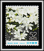 Paperwhite Daffodil