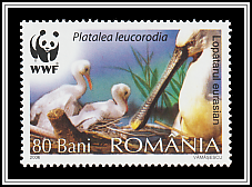 Eurasian Spoonbill (Platalea leucorodia)