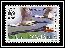 Eurasian Spoonbill (Platalea leucorodia)