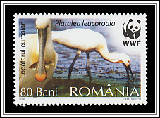 Eurasian Spoonbill (Platalea leucorodia)